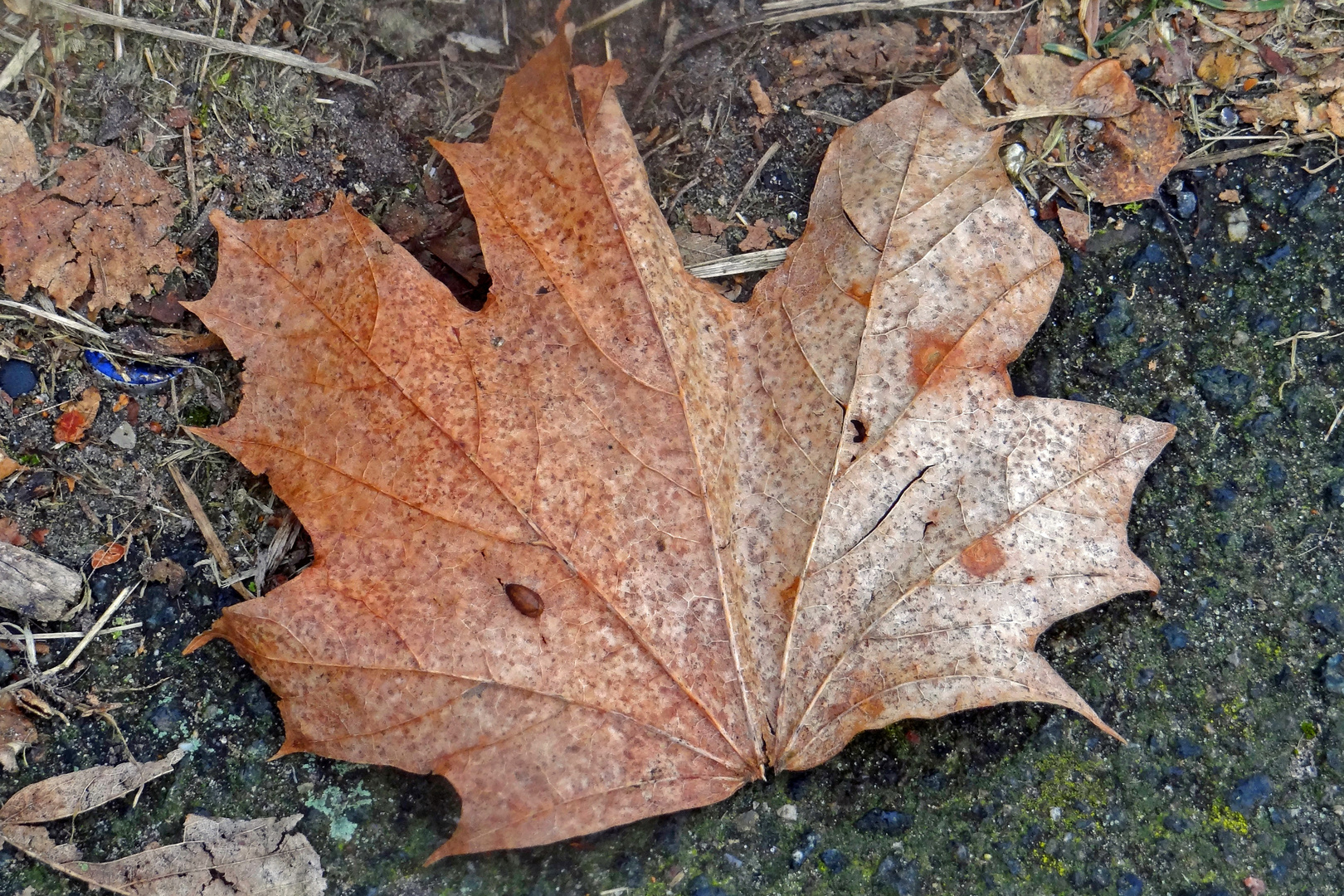 nur ein Blatt im Wind (reload)