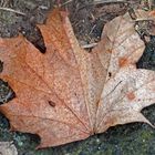 nur ein Blatt im Wind (reload)