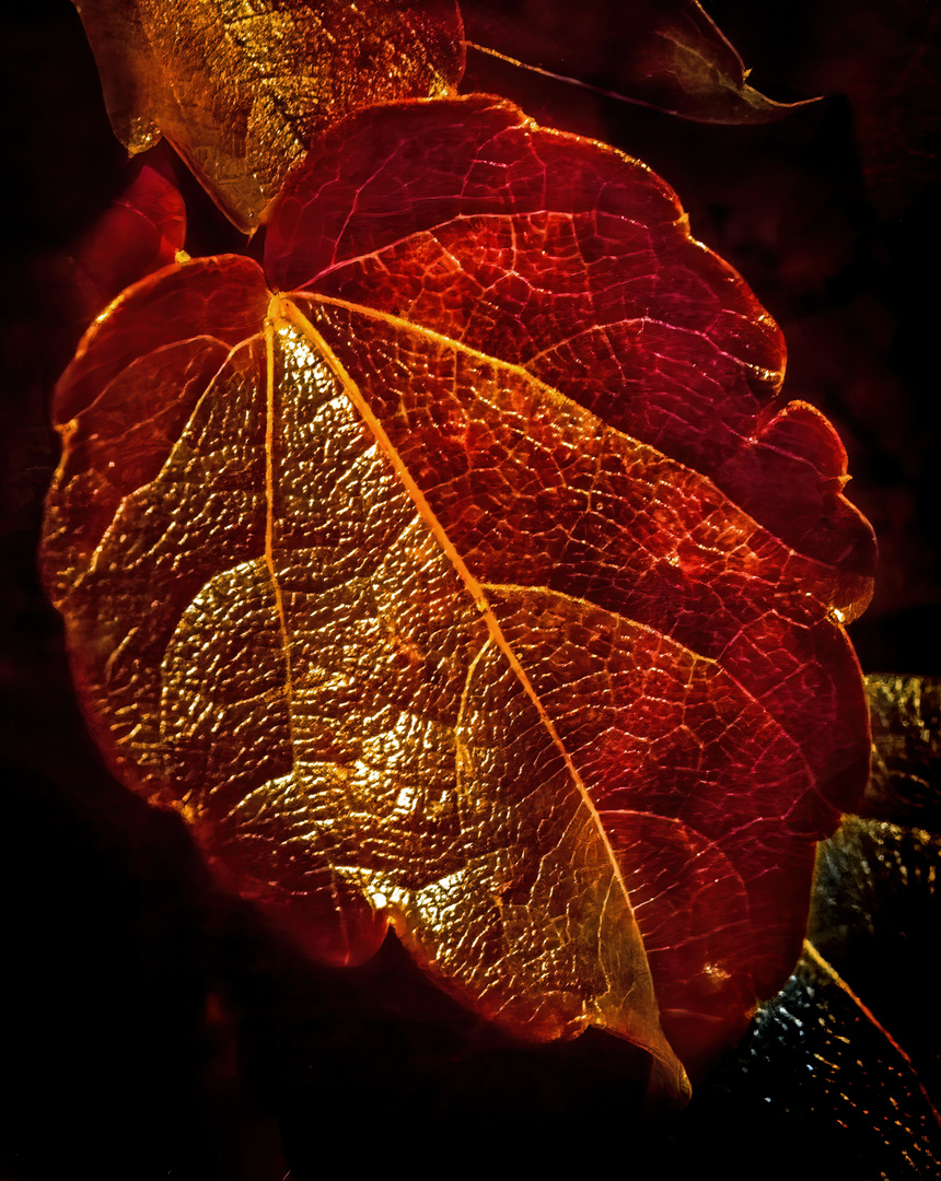 "NUR EIN BLATT" (ISO 8000 und 1/40 sec Belichtungszeit)