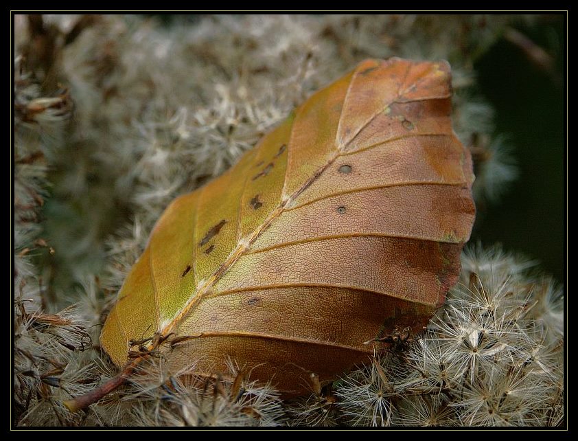 Nur ein Blatt-Reload