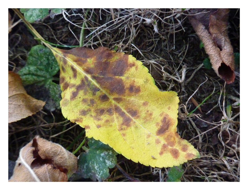 Nur ein blatt und viele folgen noch - und warten darauf, dass man sie wegräumt!