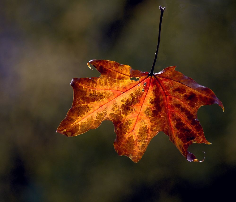 Nur ein Blatt vom Baum Foto & Bild naturimpressionen..., bäume