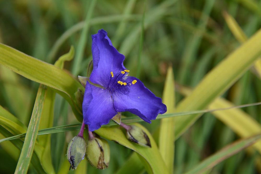 nur ein blaues Blümchen...