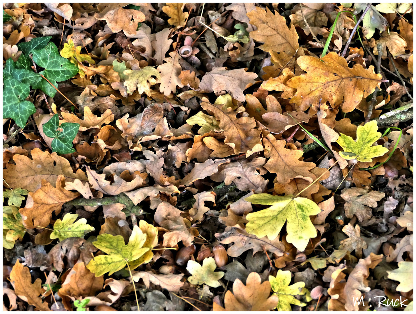 Nur ein Blick auf den Waldboden ,