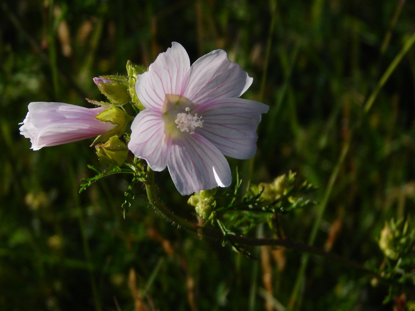 Nur ein Blümchen 