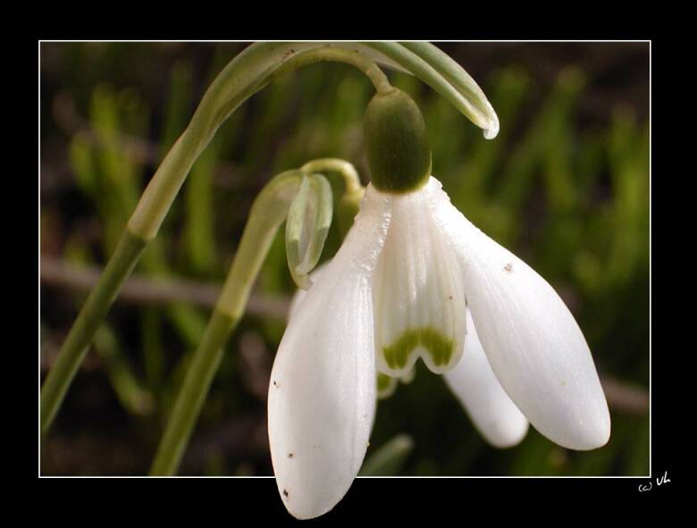 Nur ein Blümchen