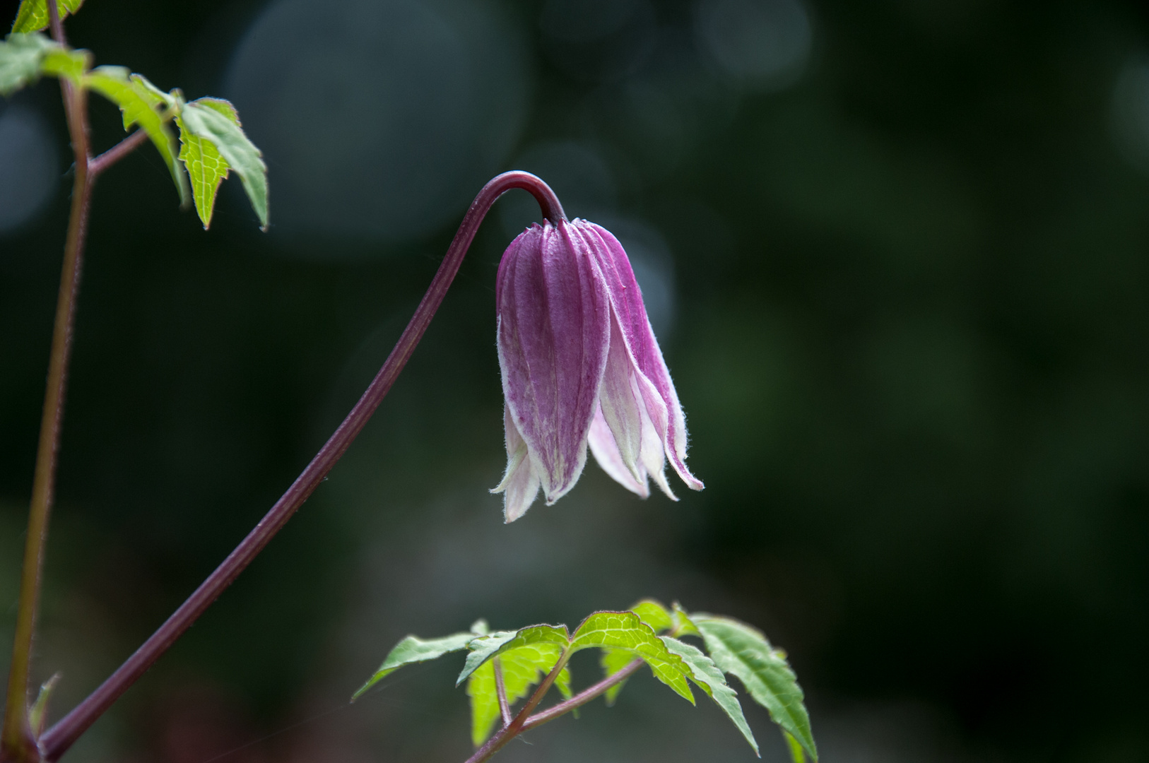 Nur ein Blümchen