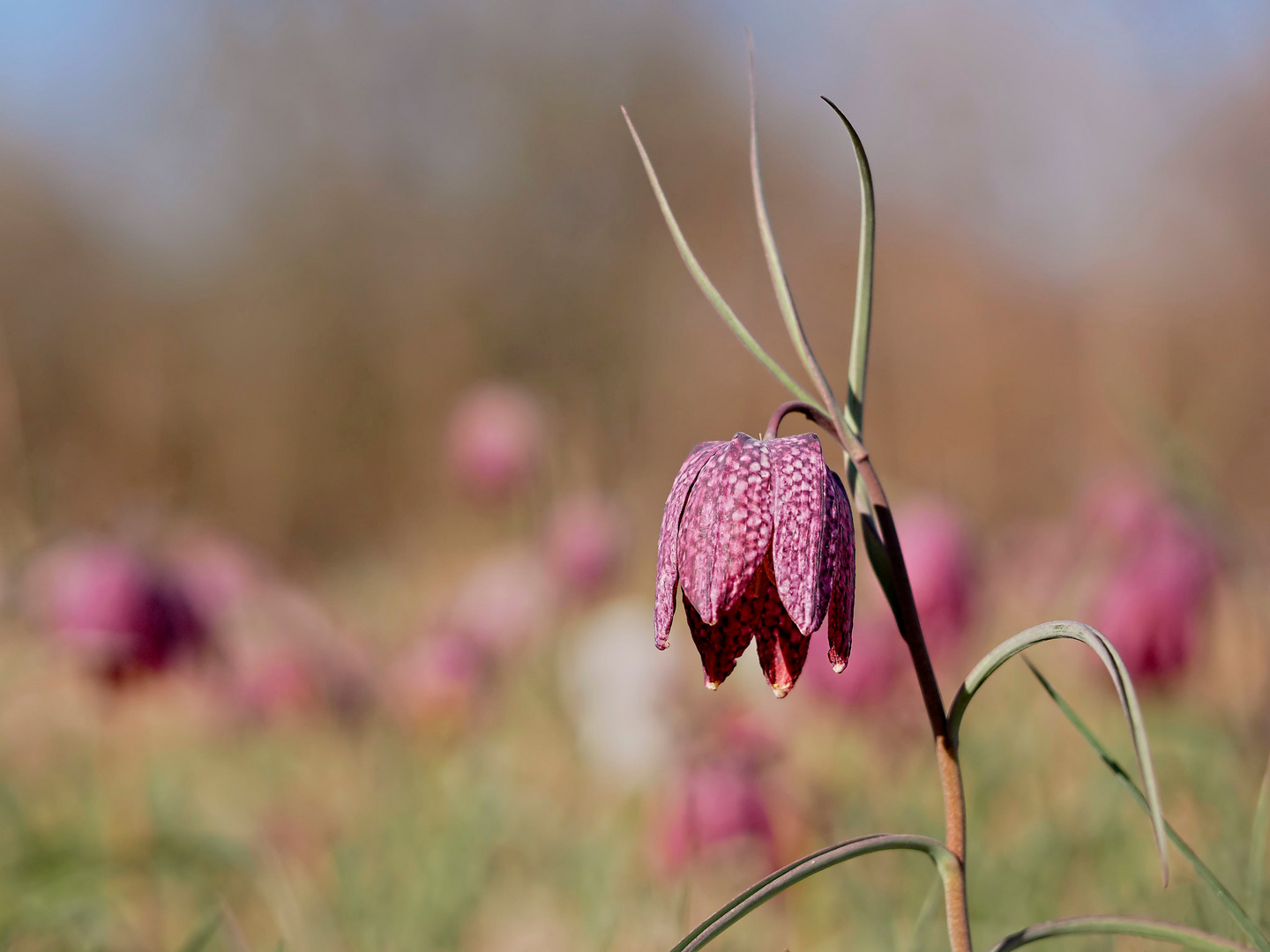 nur ein Blümchen ...