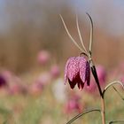 nur ein Blümchen ...