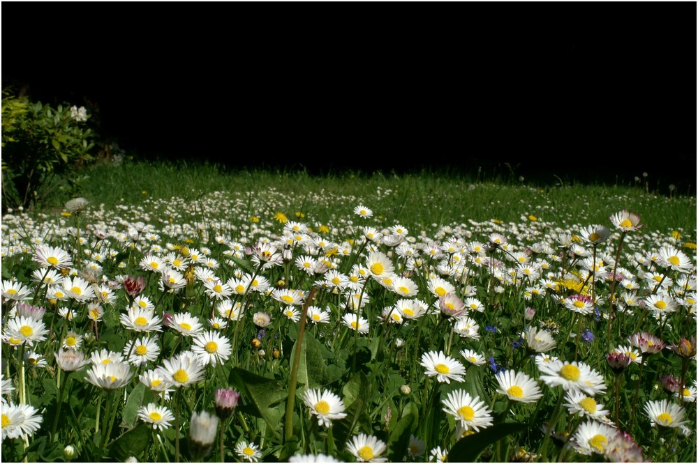 Nur ein Blumenstrauß wird ihr nicht gerecht...