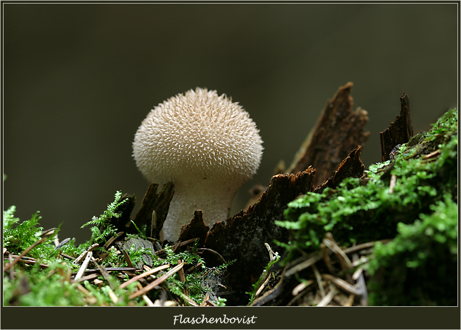Nur ein Bovist Foto & Bild pflanzen, pilze & flechten