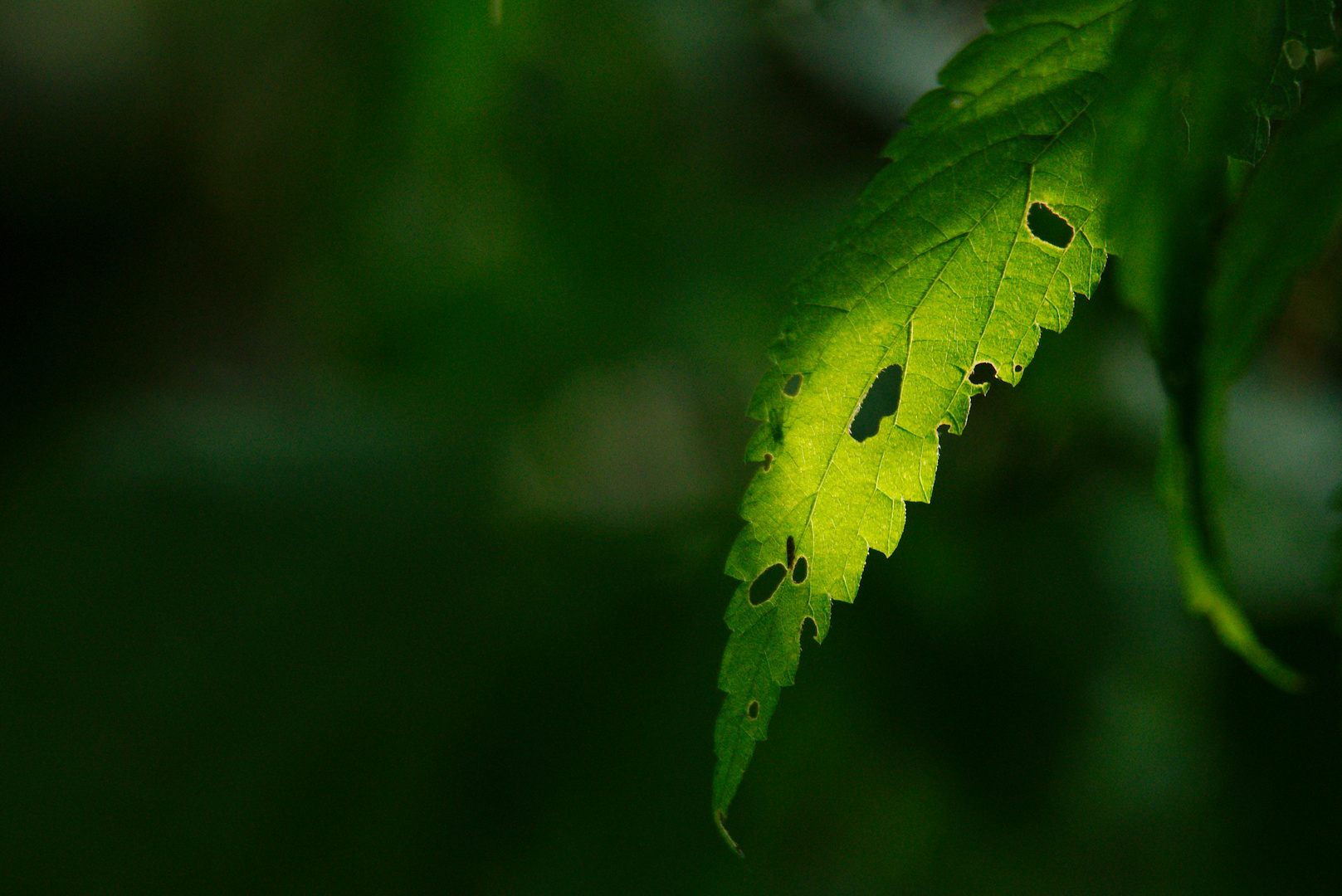 Nur ein Brennesselblatt 