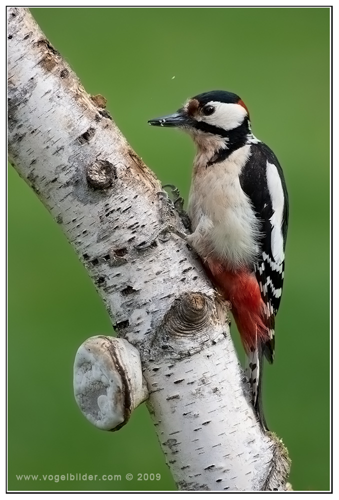 Nur ein Buntspecht (Dendrocopos major)