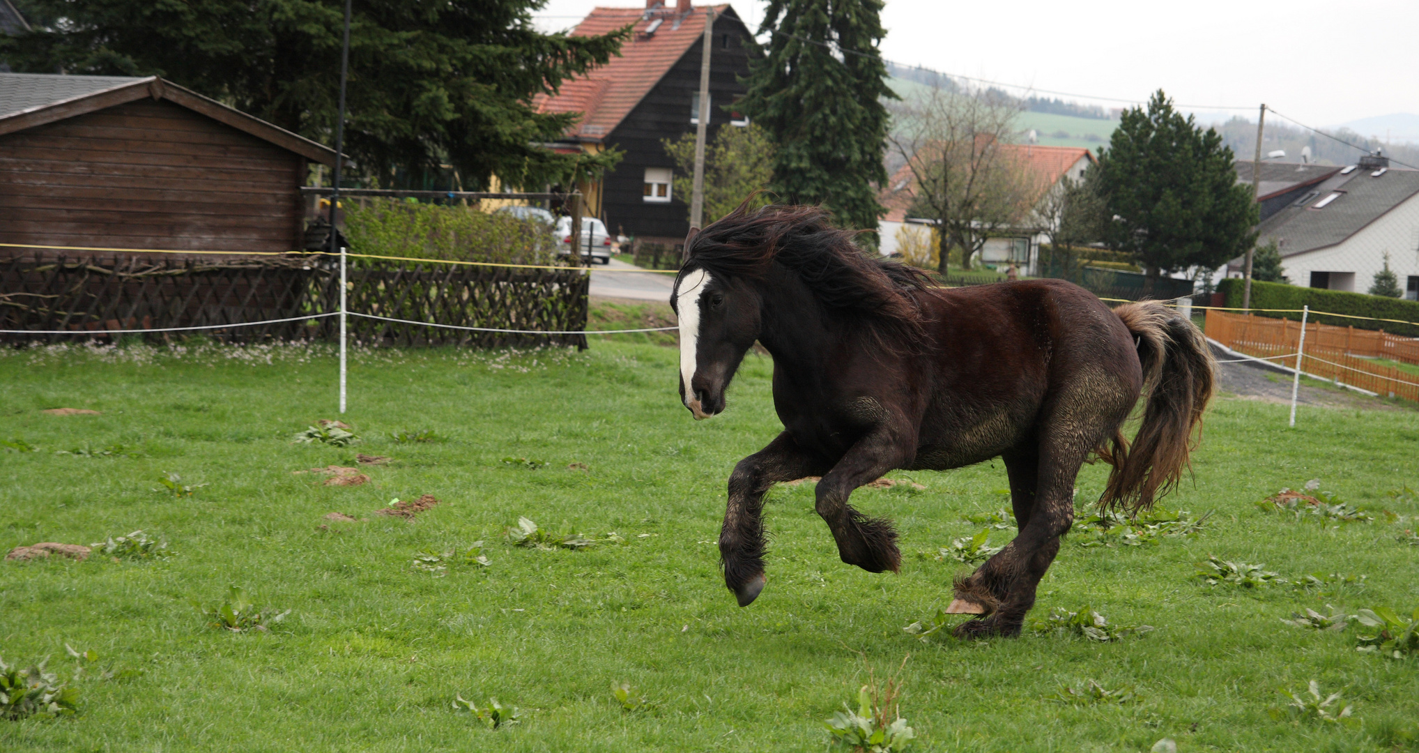 Nur ein dreckiges Pferd ist ein glückliches Pferd 1