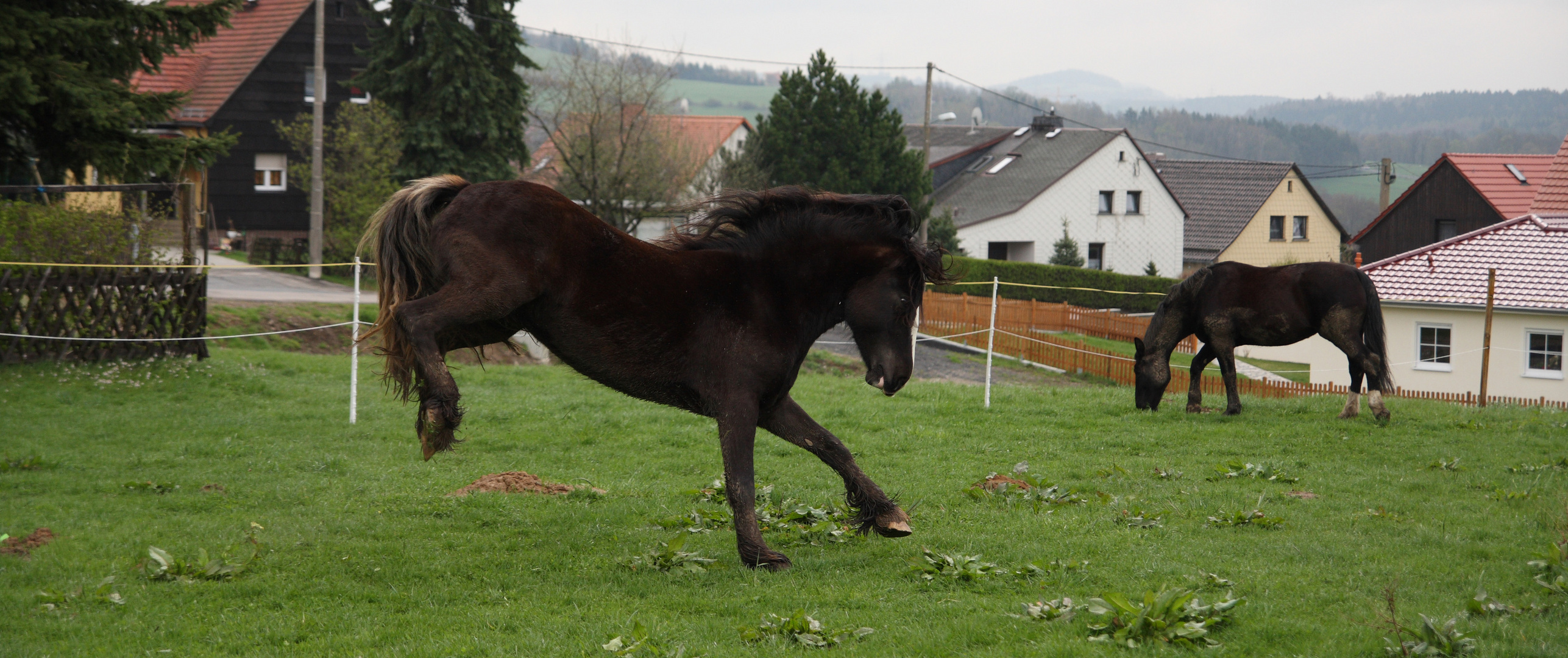 Nur ein dreckiges Pferd ist ein glückliches Pferd 2