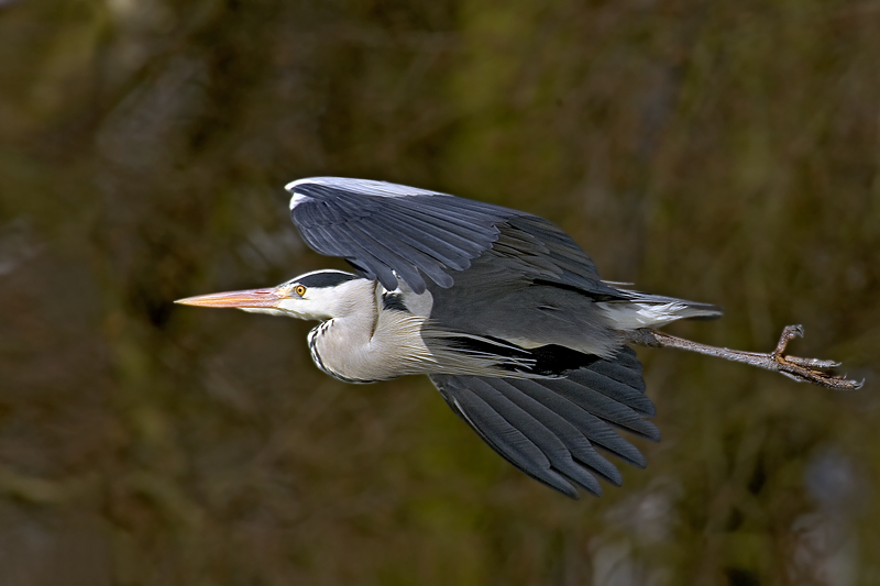 Nur ein Durchflieger...