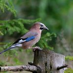 --- Nur ein Eichelhäher --- ( Garrulus glandarius )