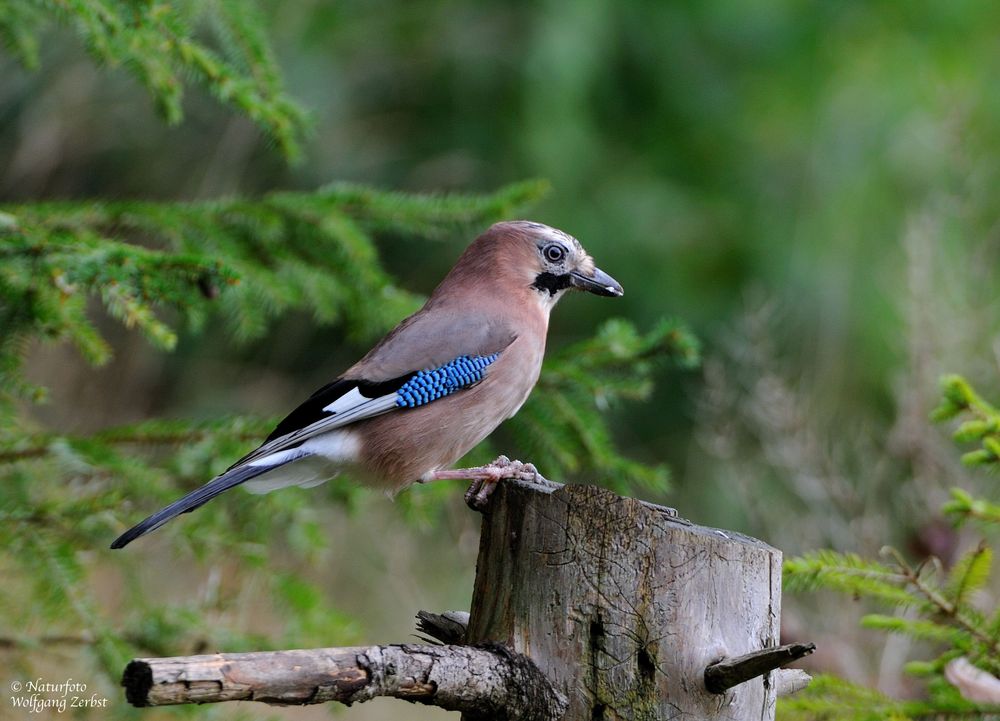 --- Nur ein Eichelhäher --- ( Garrulus glandarius )