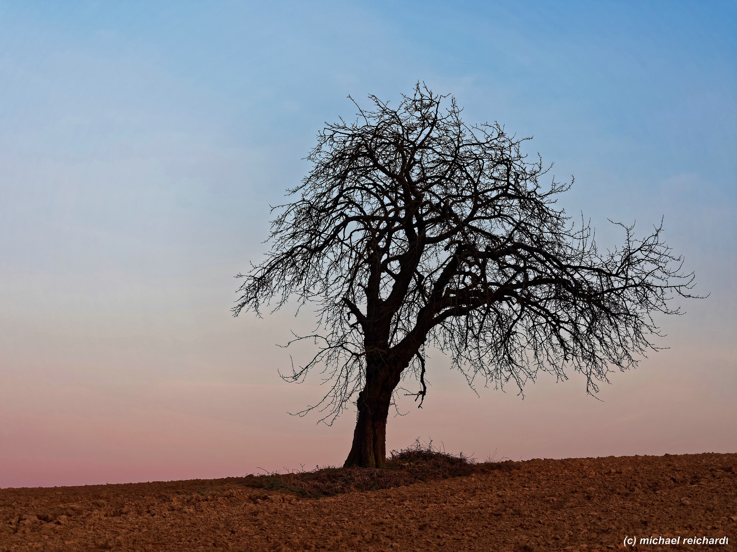 Nur ein einsamer Baum bei Sonnenuntergang