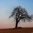 Nur ein einsamer Baum bei Sonnenuntergang