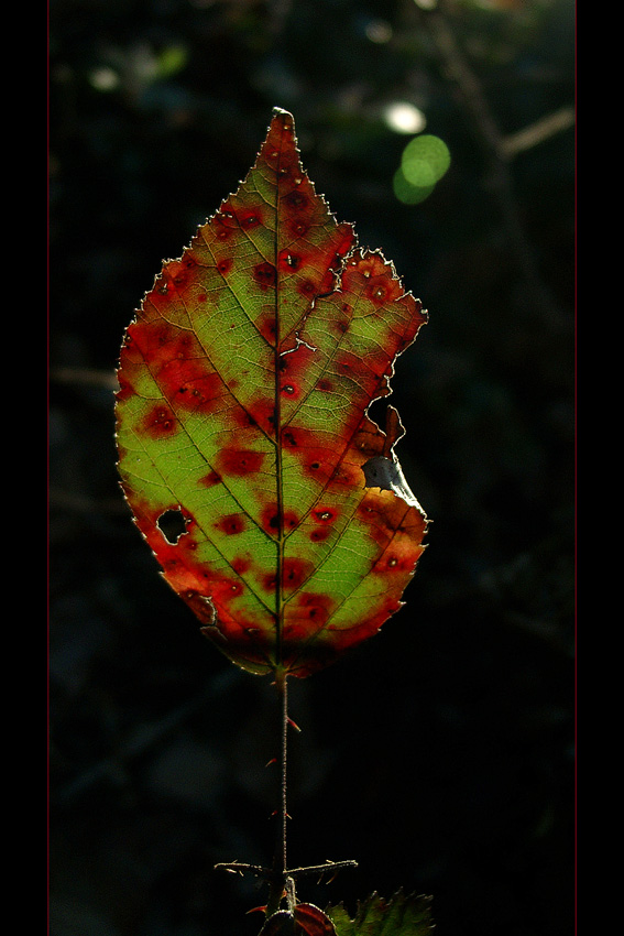 ... nur ein einsames Blatt ...