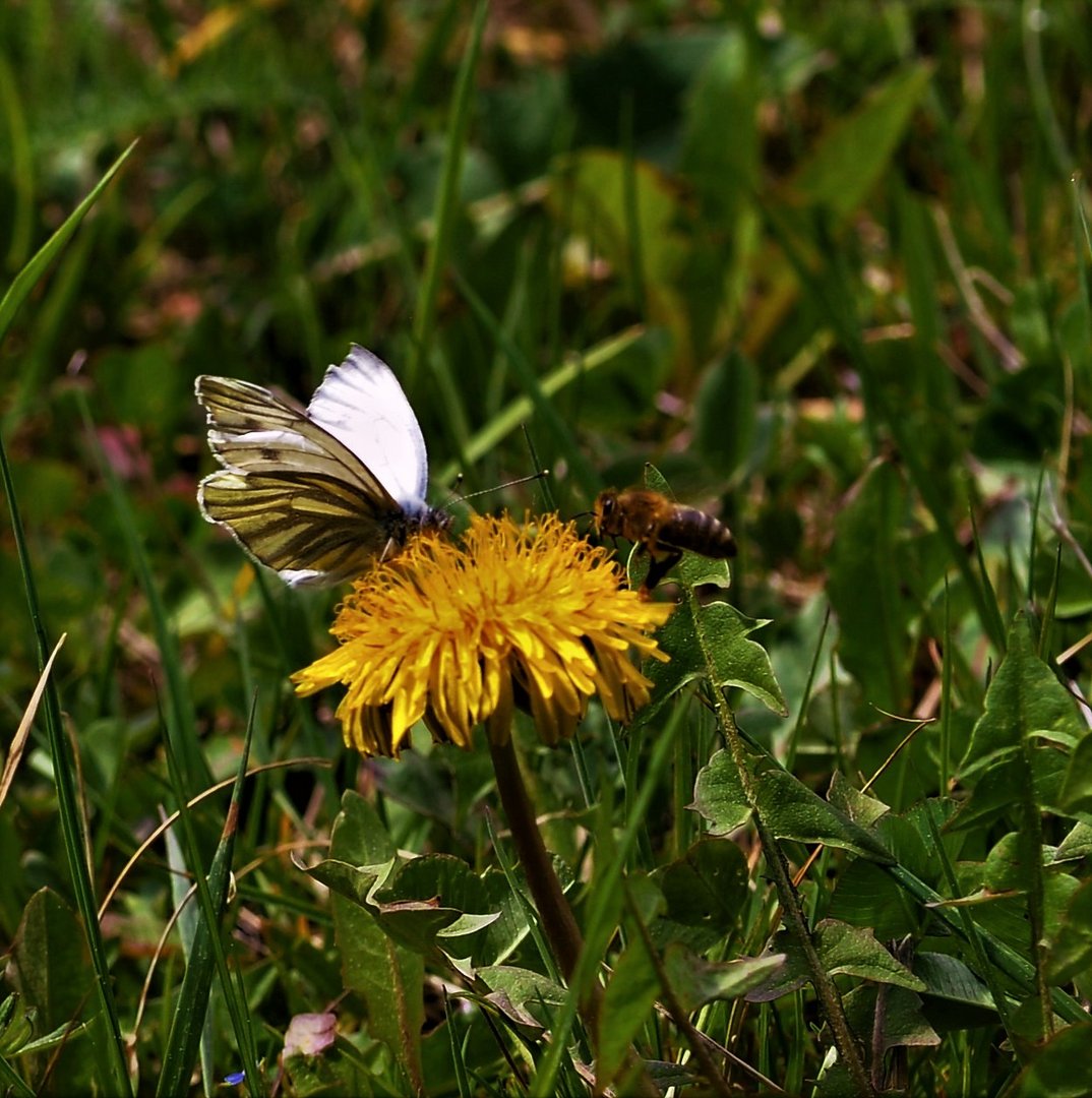 ...nur ein einziger Schetterling und einige Bienen waren zu sehen