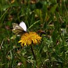 ...nur ein einziger Schetterling und einige Bienen waren zu sehen