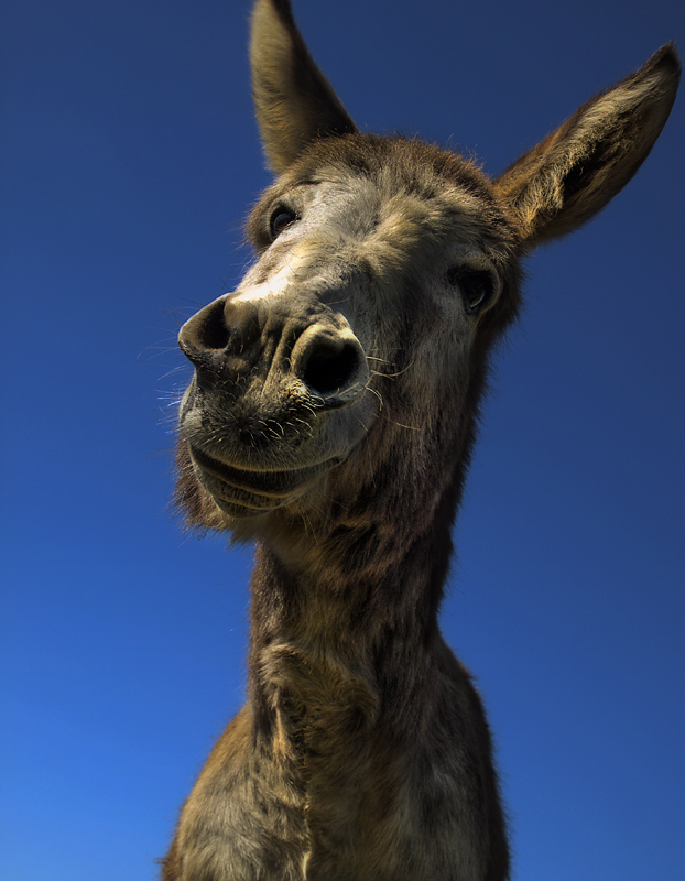 nur ein esel Foto & Bild | tiere, haustiere, pferde, esel, maultiere