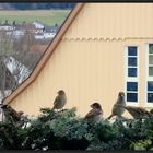 "Nur ein Fensterblick"