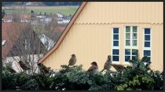 "Nur ein Fensterblick"