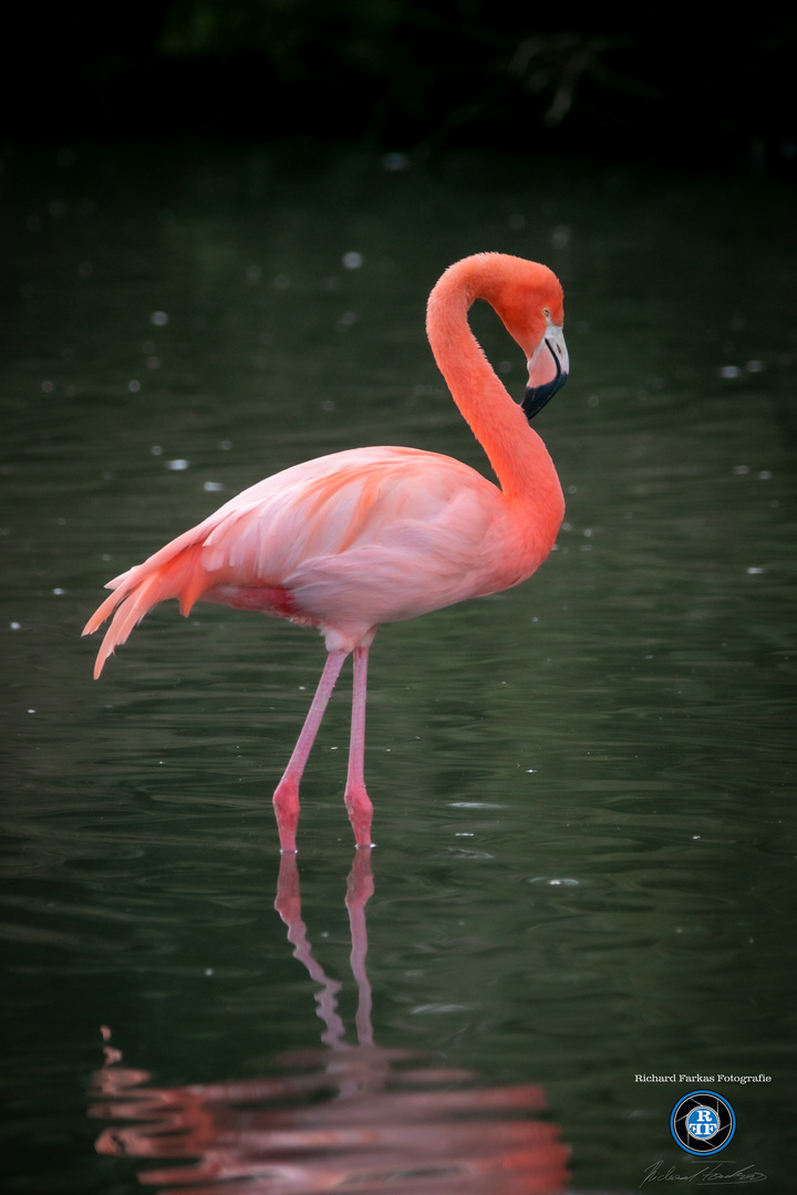 Nur ein Flamingo...