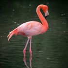 Nur ein Flamingo...