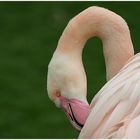 nur ein Flamingo