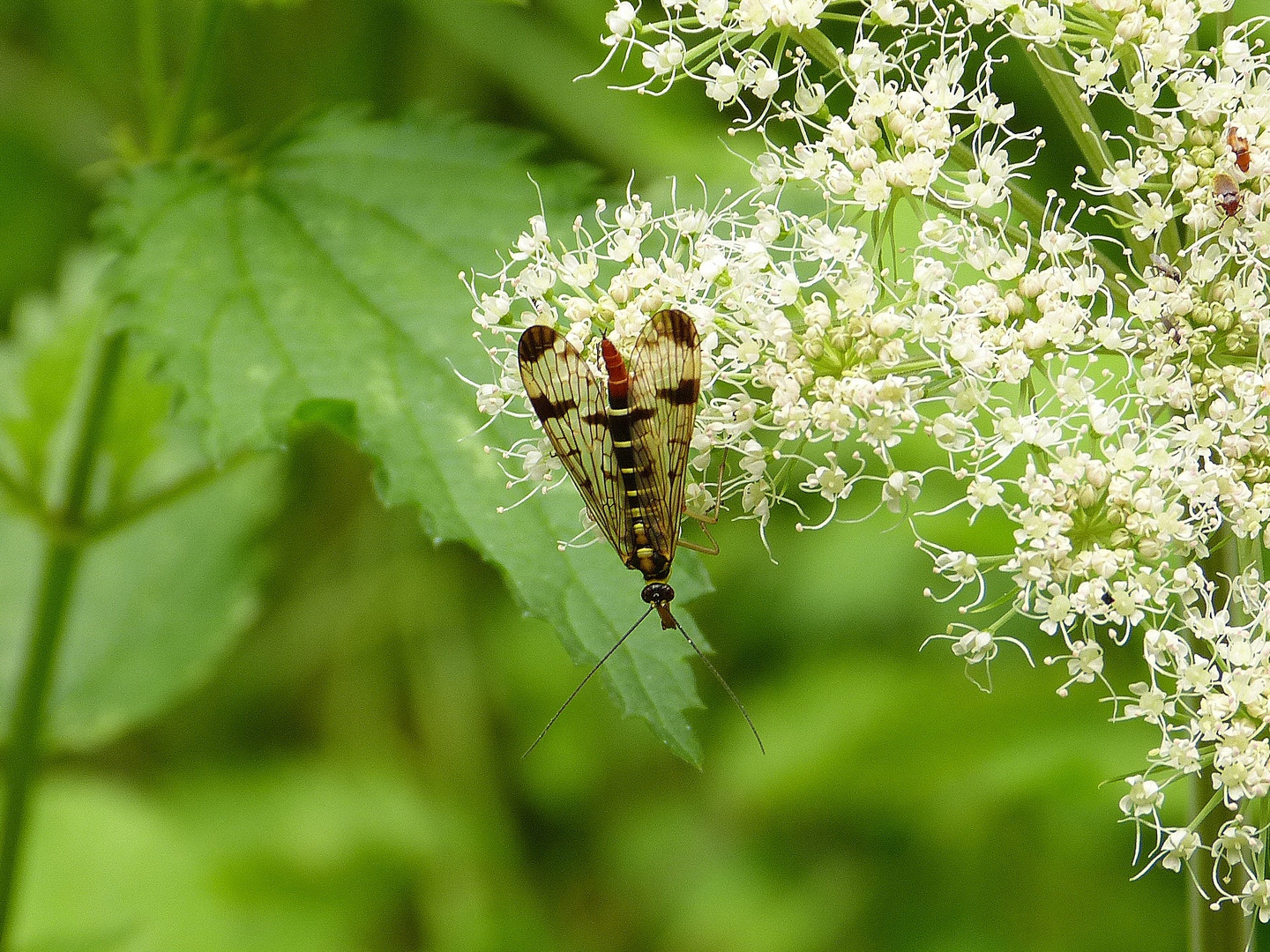 nur ein Fliege