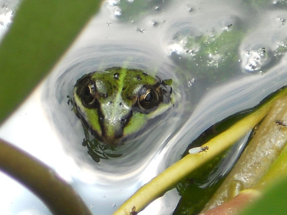 Nur ein Frosch