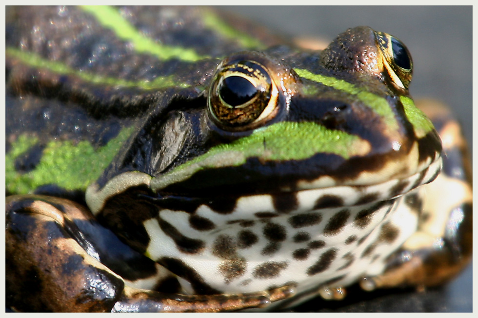 Nur ein Frosch von Joachim Lührs