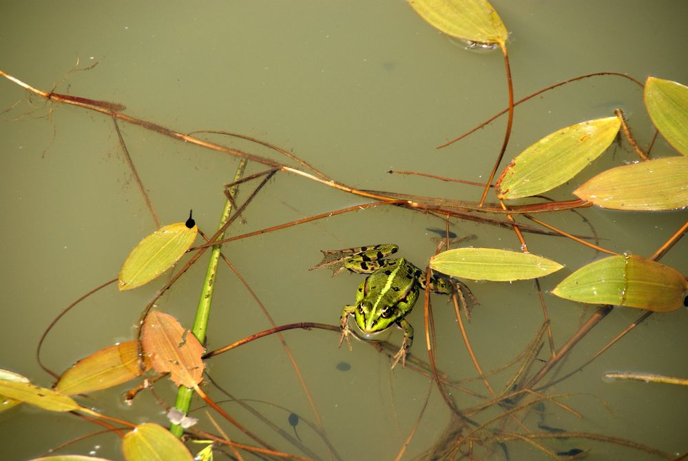 nur ein Frosch