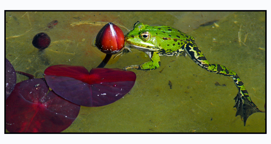 --- nur ein Frosch ---