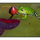 --- nur ein Frosch ---