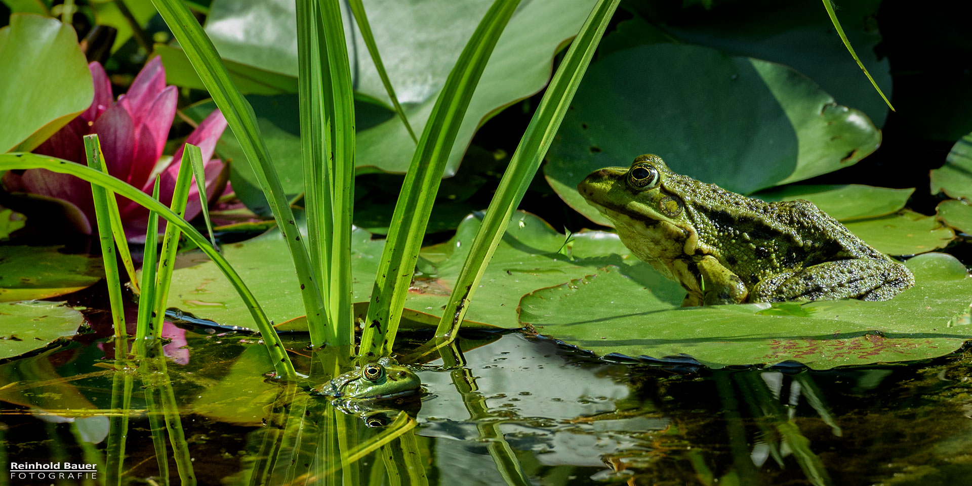 Nur ein Frosch oder doch ein Prinz?