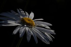 „Nur“ ein Gänseblümchen