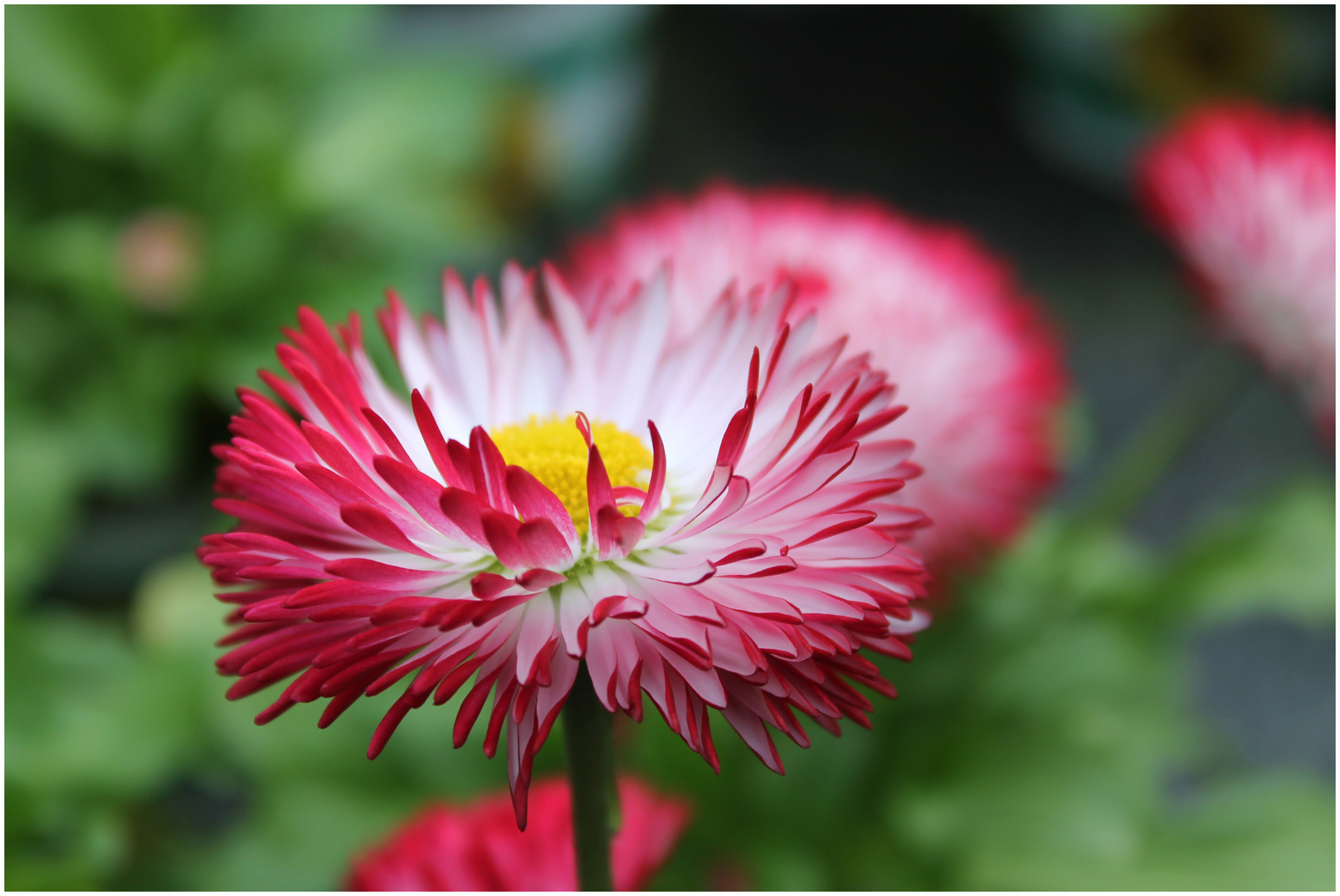 "nur" ein Gänseblümchen