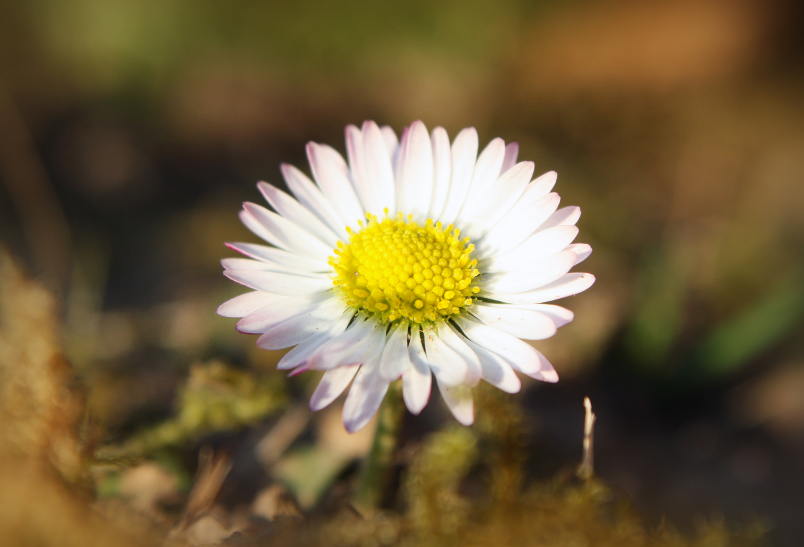 nur ein Gänseblümchen