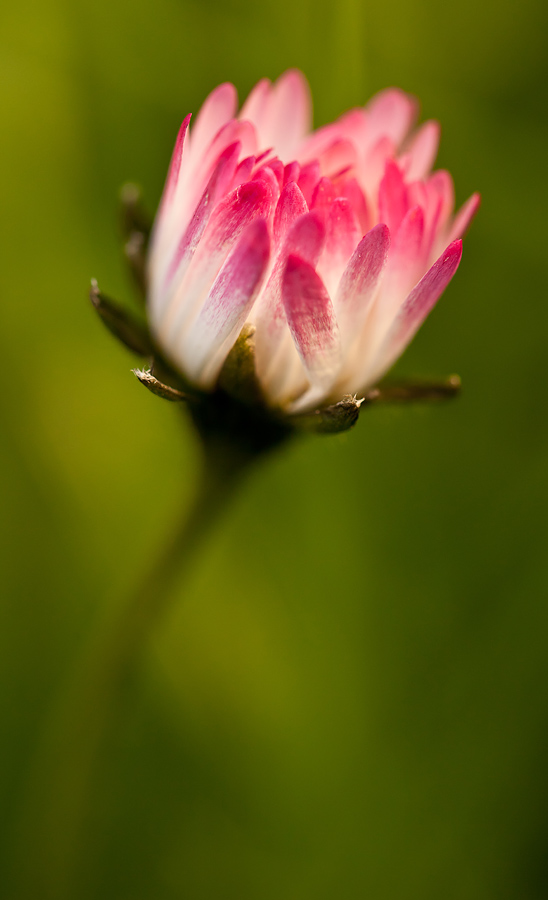 Nur ein Gänseblümchen