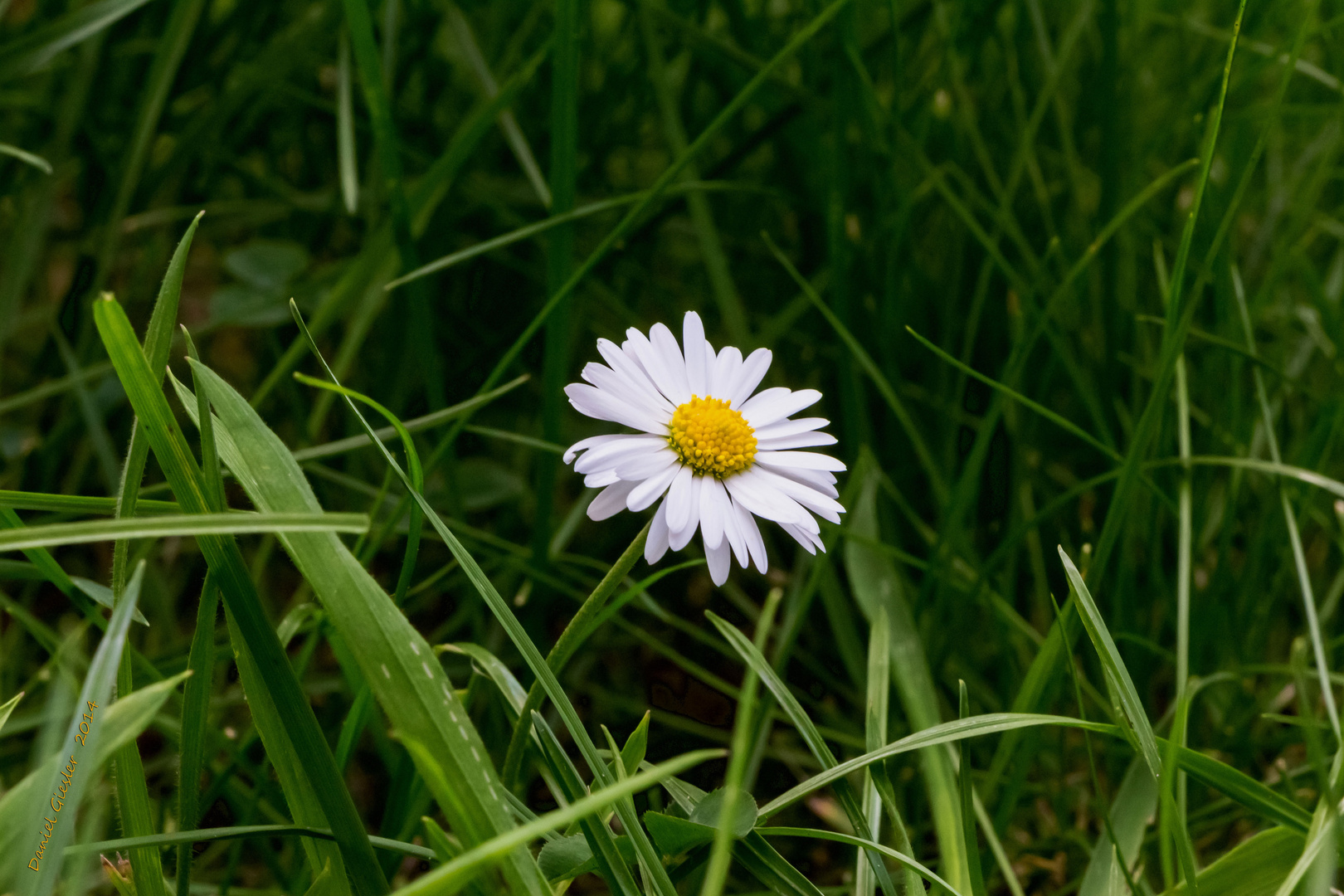 Nur ein Gänseblümchen