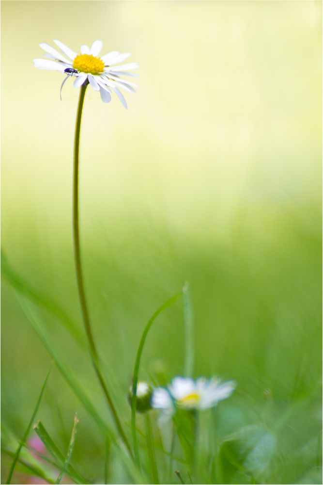 Nur ein Gänseblümchen.....