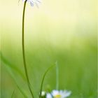 Nur ein Gänseblümchen.....