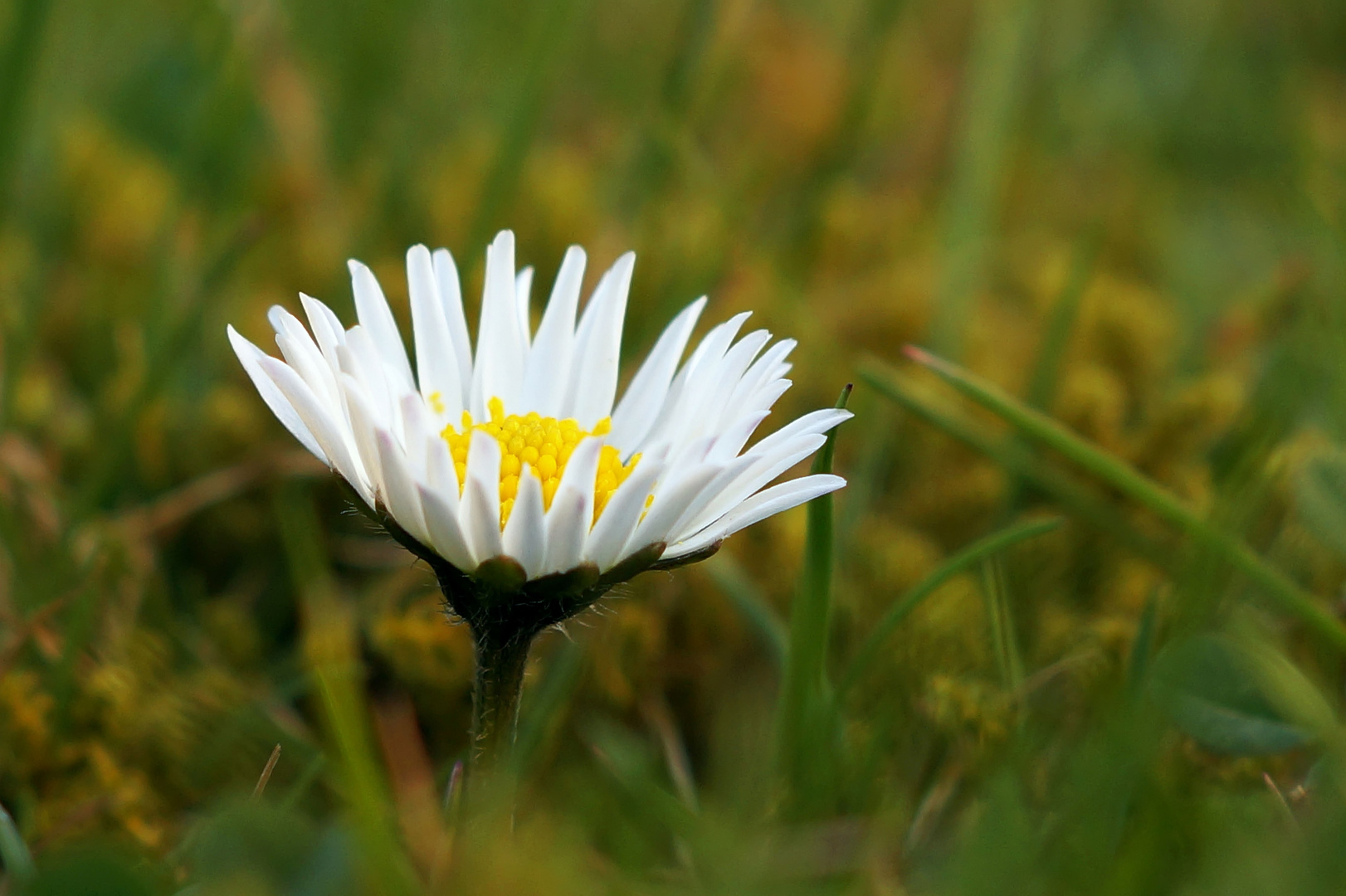 Nur ein Gänseblümchen