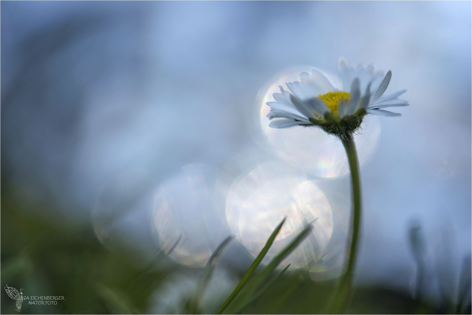 Nur ein Gänseblümchen