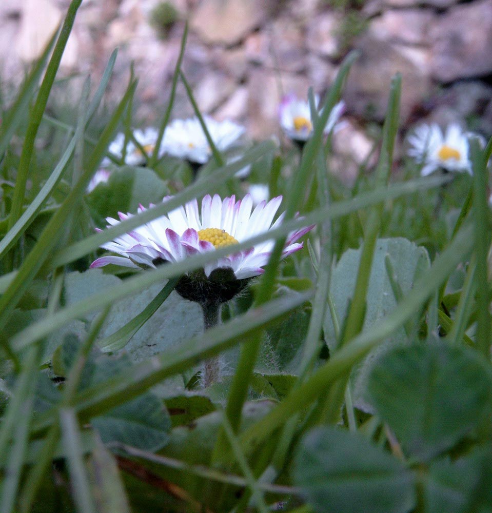 Nur ein Gänseblümchen...